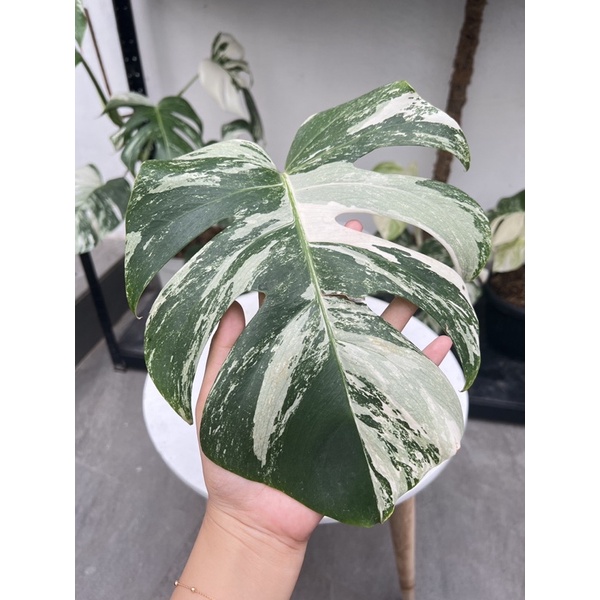 king monstera deliciosa variegata 1 daun pancing + tunas