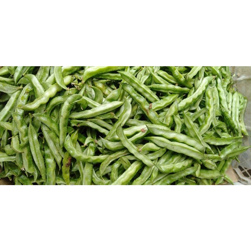 

Sayur Koro uceng hijau