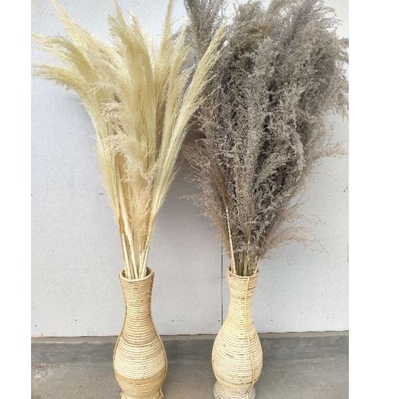 >XG34448< 12 batang daun kering pampas bulu | pampas rayung lokal