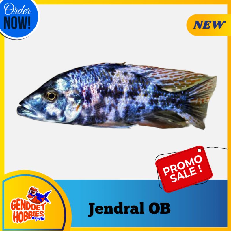 Cichlid Jendral OB murah bagus