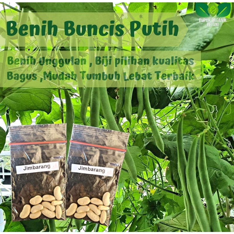 Benih Buncis Biji Putih Unggul Bibit Super Mudah Tumbuh Dan Berbuah Lebat Benih Sayuran Berkualitas Bagus