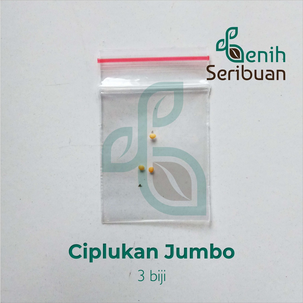 Benih Seribuan - 3 Bibit Buah Ciplukan Hijau Jumbo Unggul