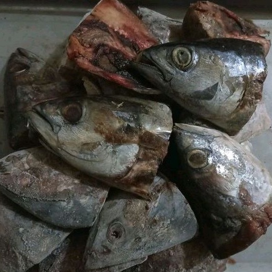 

Kepala Ikan Tongkol Pakan Ternak Fresh / Frozen 1.Kg