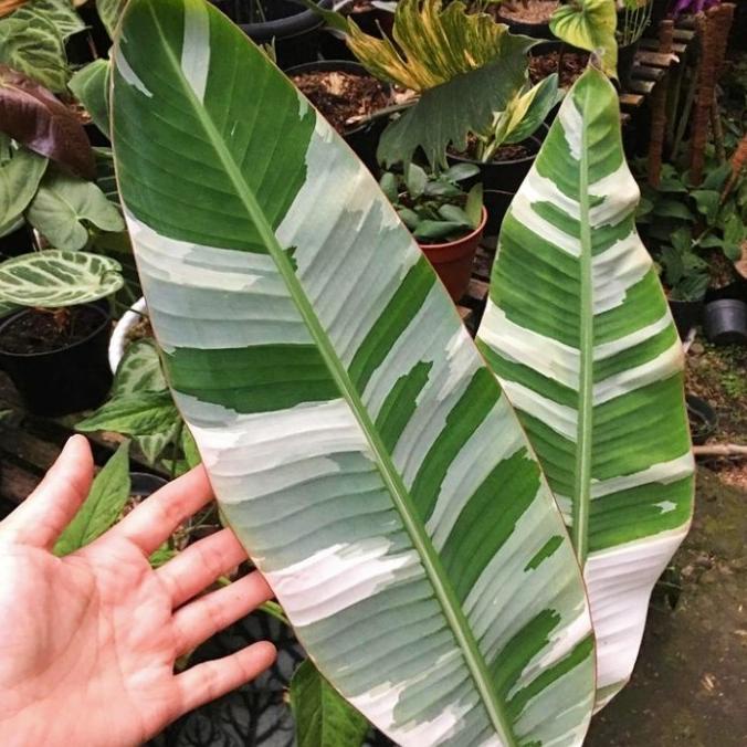 tanaman hias pisang variegata musae