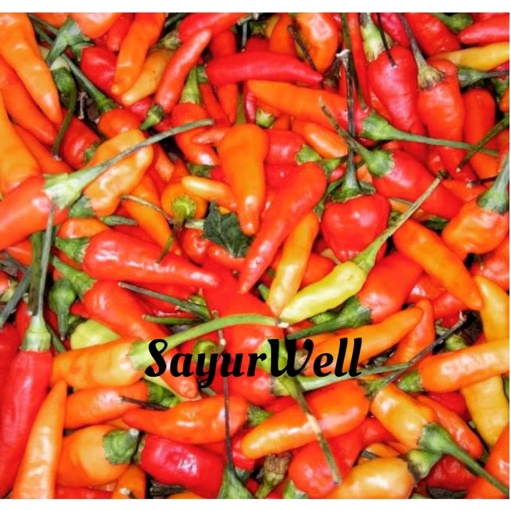 

Cabe Rawit Merah Cabe Domba Cengek Domba 1Kg. 500Gr. 250Gr