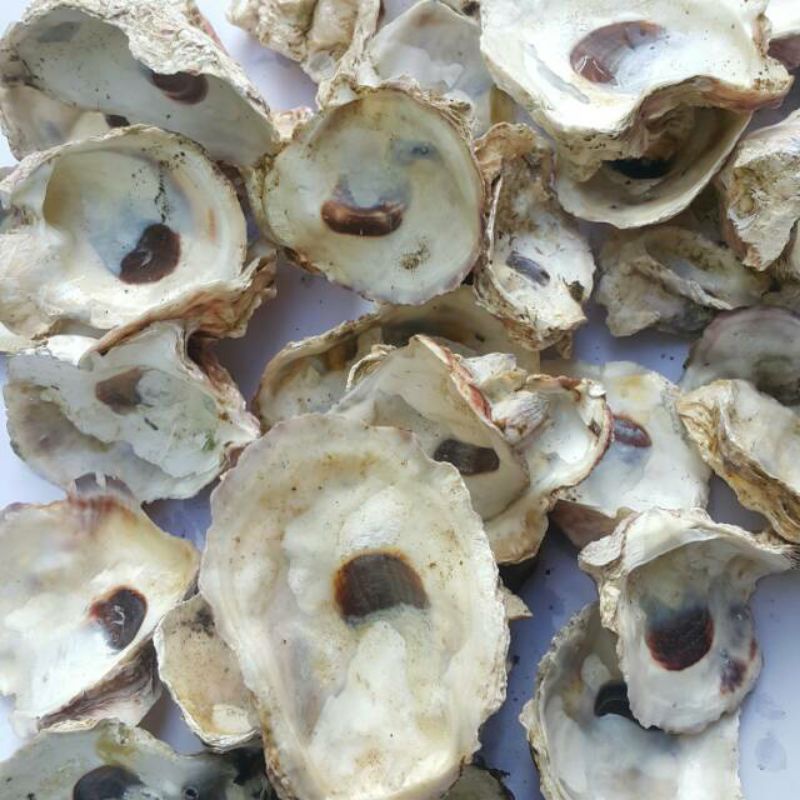 OYSTER / MEDIA FILTER CANGKANG OYSTER GRADE A / OYSTER SHELL KULIT KERANG TIRAM