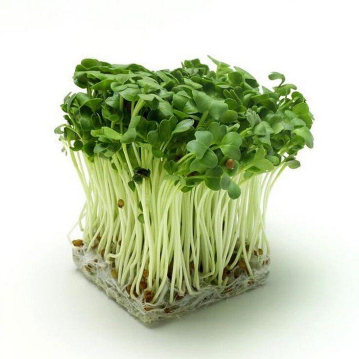 Benih Seribuan - 40 Bibit Microgreen Green Radish Sprout Organik