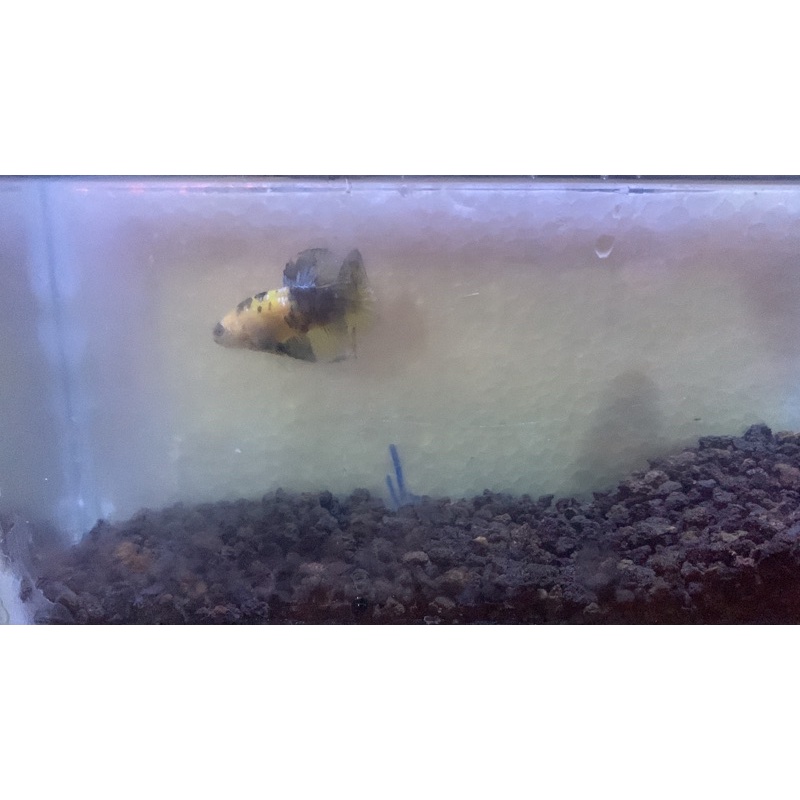 cupang yellow koi copper (ykc)