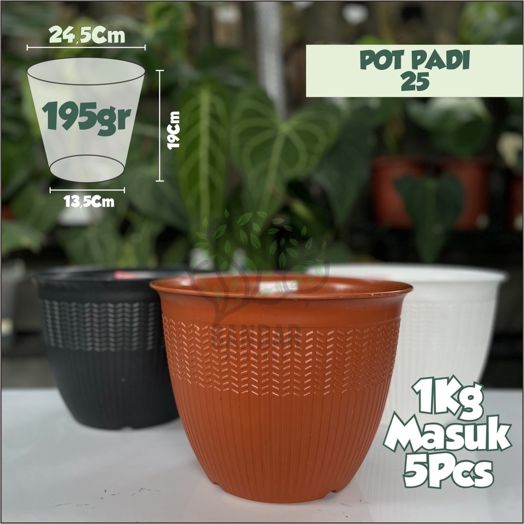 Pot Padi 25 pot bunga tanaman hias bibit taman pot aesthetic warna bagus lucu