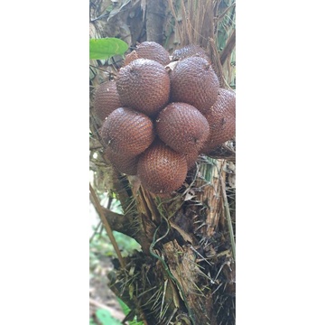 

salak Bali ori 100%