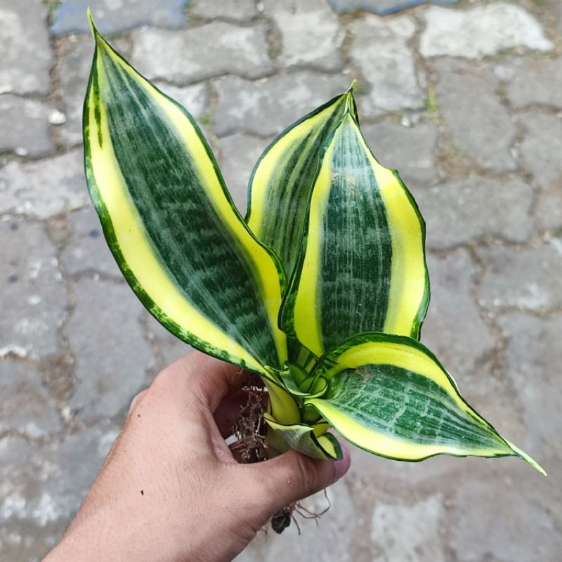 Sansevieria Golden Banner / Lidah mertua