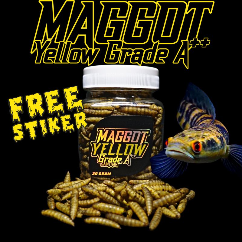 Maggot Yellow Grade A++ Untuk Proges Bunga dan Warna Channa Maru  Yellow Sentarum Ys (kemasan baru)