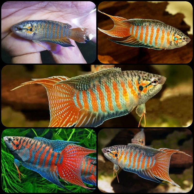 ikan paradise untuk aquarium dan aquascape