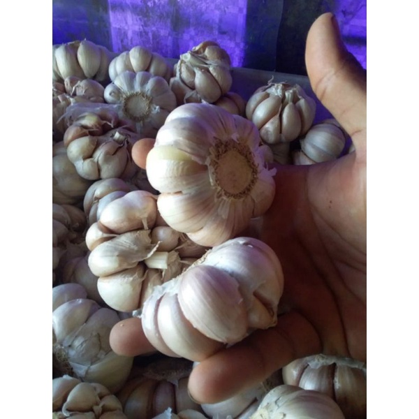 

Bawang Putih Utuh 1/4kg