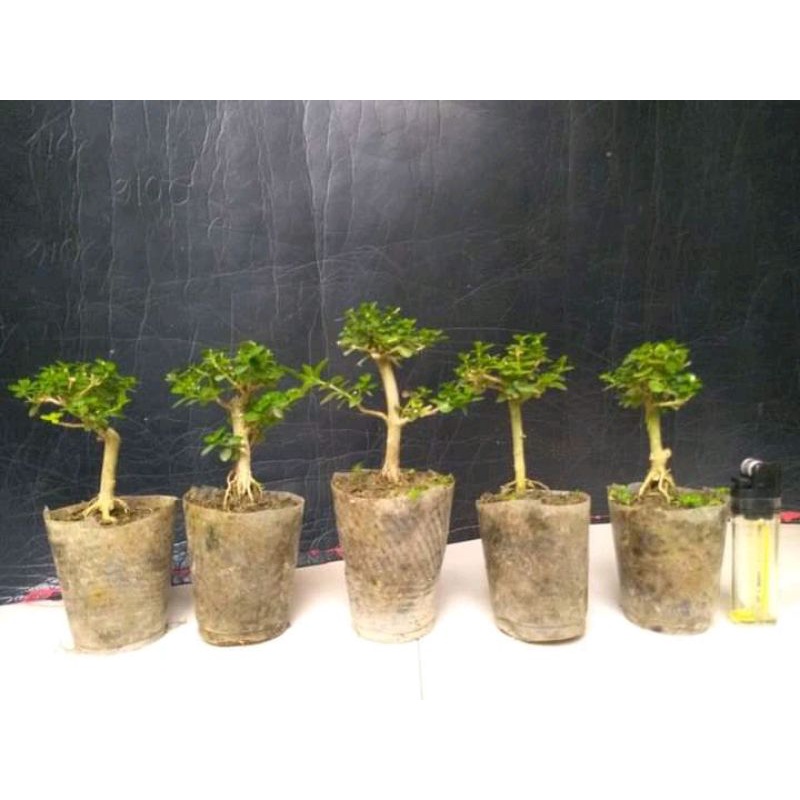 bonsai Sancang mame sudah hidup 15k