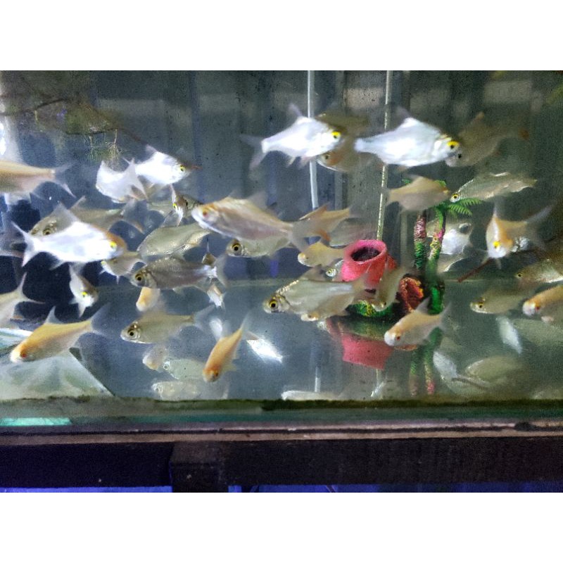 

ikan kapiat albino bosku yuk order