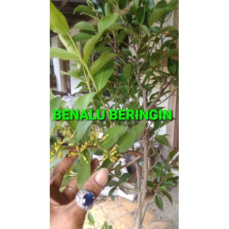 

DAUN BENALU BERINGIN KERING 1000 GRAM