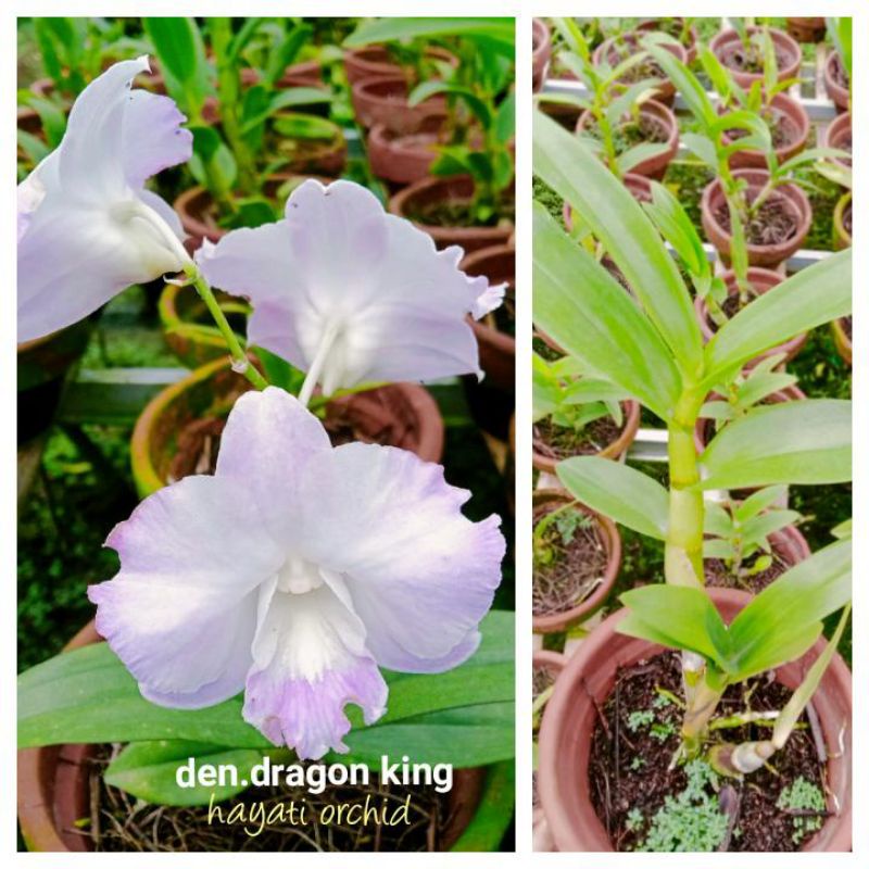 Anggrek Dendrobium Dragon King