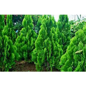 Cemara Kipas 2 Meter (Thuja Occidentalis) - Tanaman Hias - Sudah Tinggi - Asli - Murah - Topplant