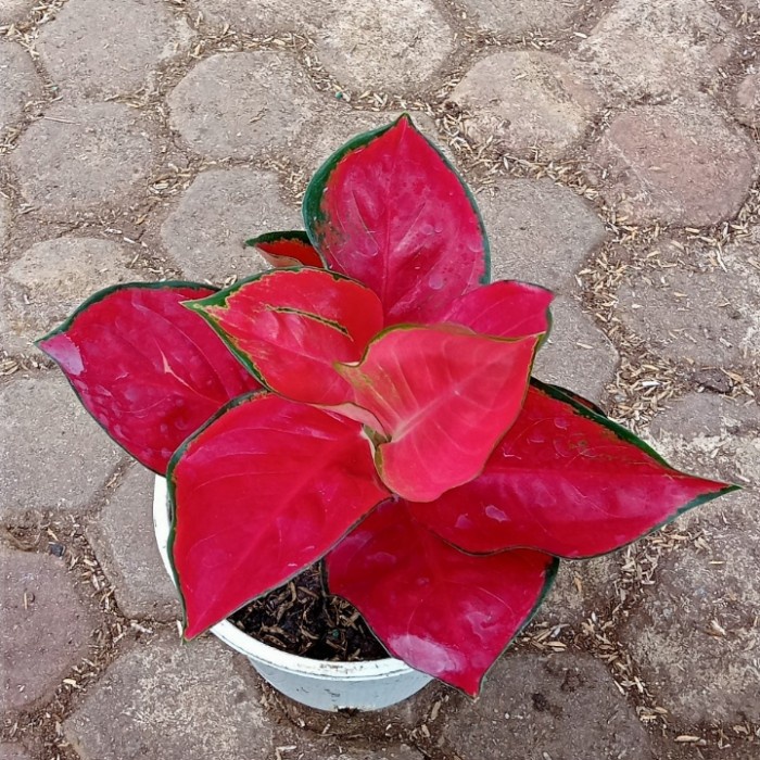 Hiasan Aglonema Suksom Special Jumbo