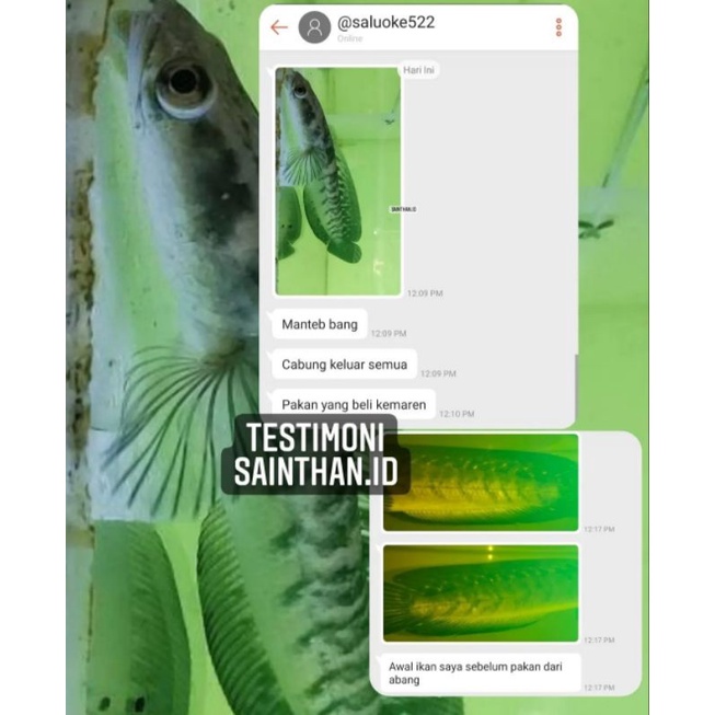 Maggot BSF Yellow Grade A++ SaintHan Untuk Channa, Louhan, Oscar, Arwana, Peacock Bass