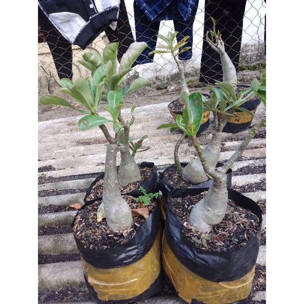 paket bunga adenium grafting bunga tumpuk