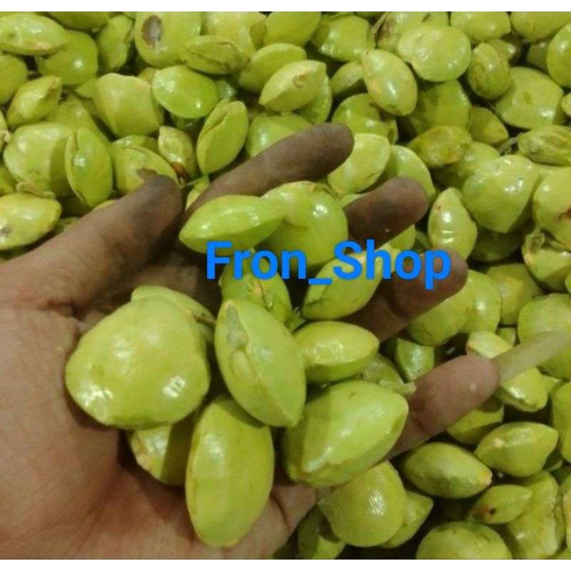

JENGKOL MUDA SEGAR PRESH MASIH KULITAN PAKET 1KG -5KG LANGSUNG AMBIL DARI POHONNYA JENGKOL MUDA SEGAR JENGKOL MUDA LALAPAN JENGKOL MUDA SIAP SANTAP