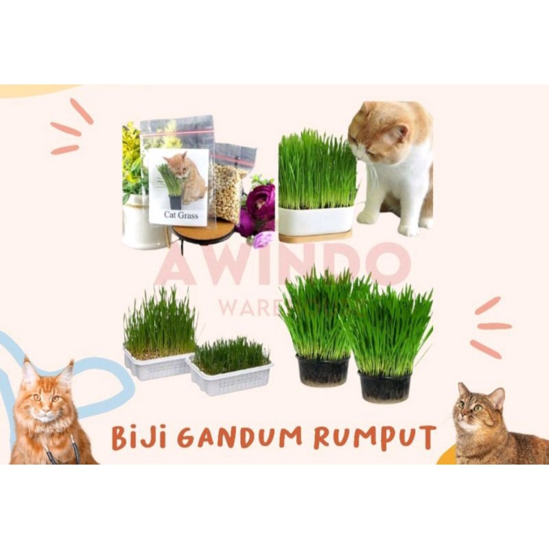 15 biji benih bibit Wheatgrass Rumput Gandum// rumput Kucing