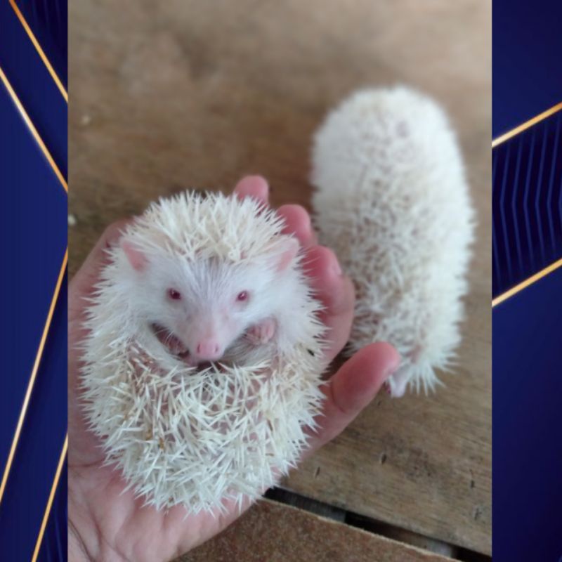 Landak mini anakan albino + bonus