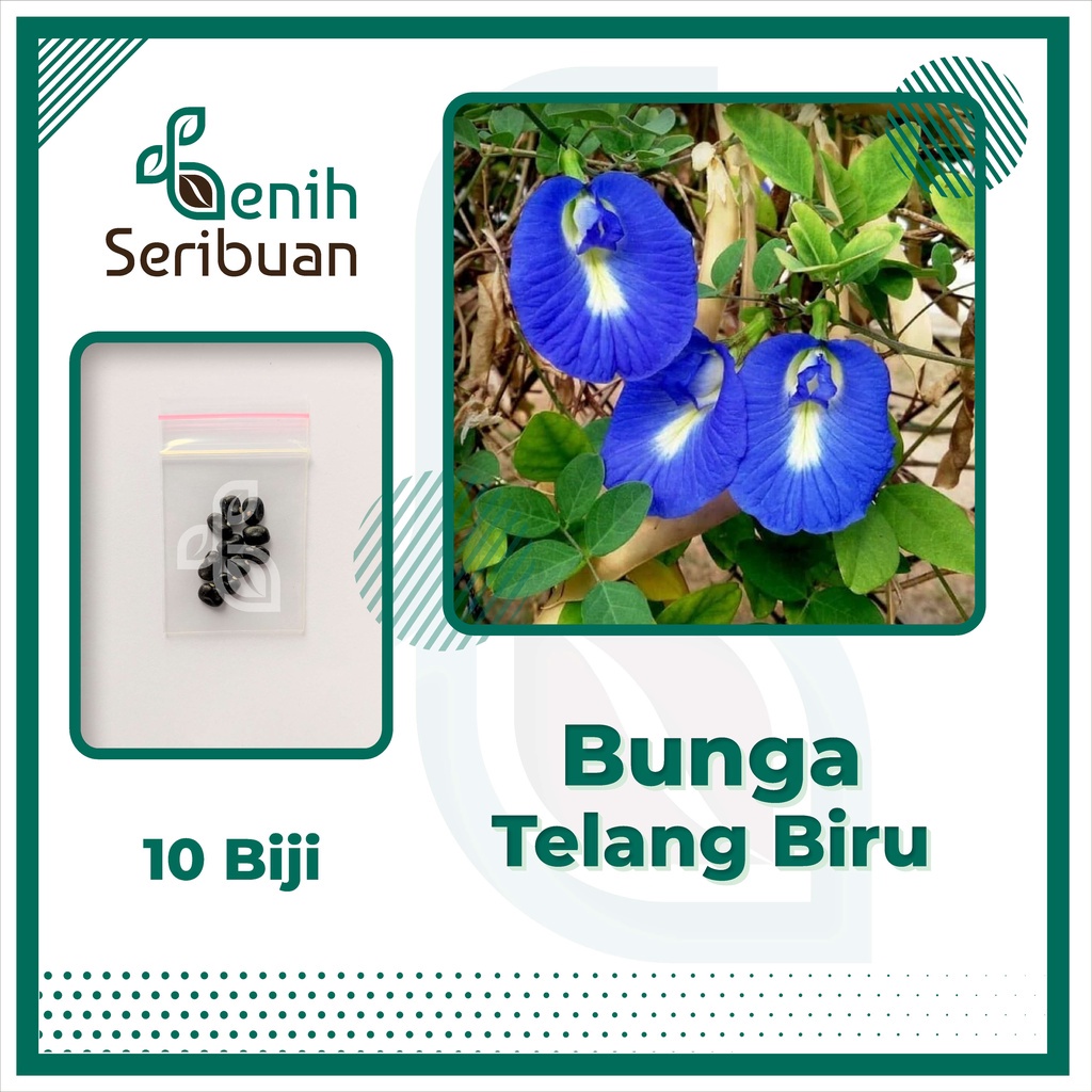 Benih Seribuan - 10 Bibit Bunga Telang Biru Non Tumpuk Tanaman Herb Unggul