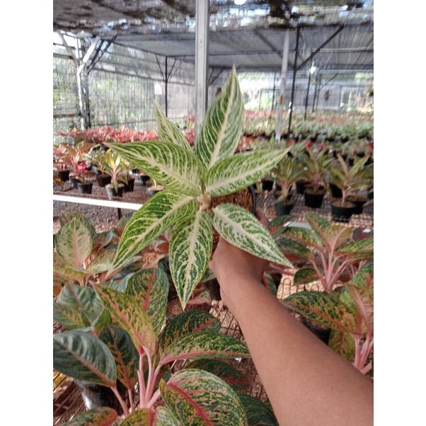 PROMO AGLONEMA  Aglaonema White Legacy - Aglonema Legacy White