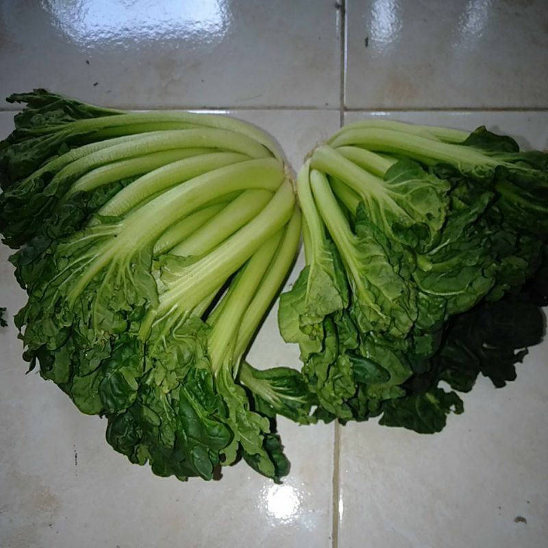 

Sayur Pagoda tatsoi segar