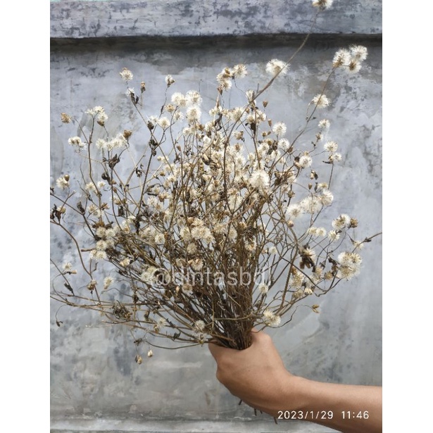 bunga kering (ikat besar) dried flower ageratum,vernonia bunga dekorasi