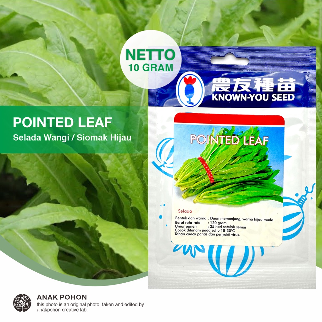 (1 PACK) Benih Selada Siomak Wangi Pointed Leaf Sword Lettuce - Known You Seed KYS - 10 GRAM