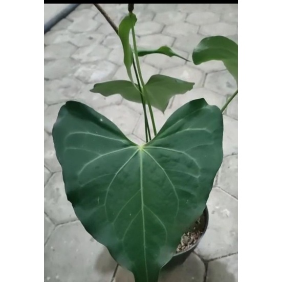 anthurium delta force clarinervium