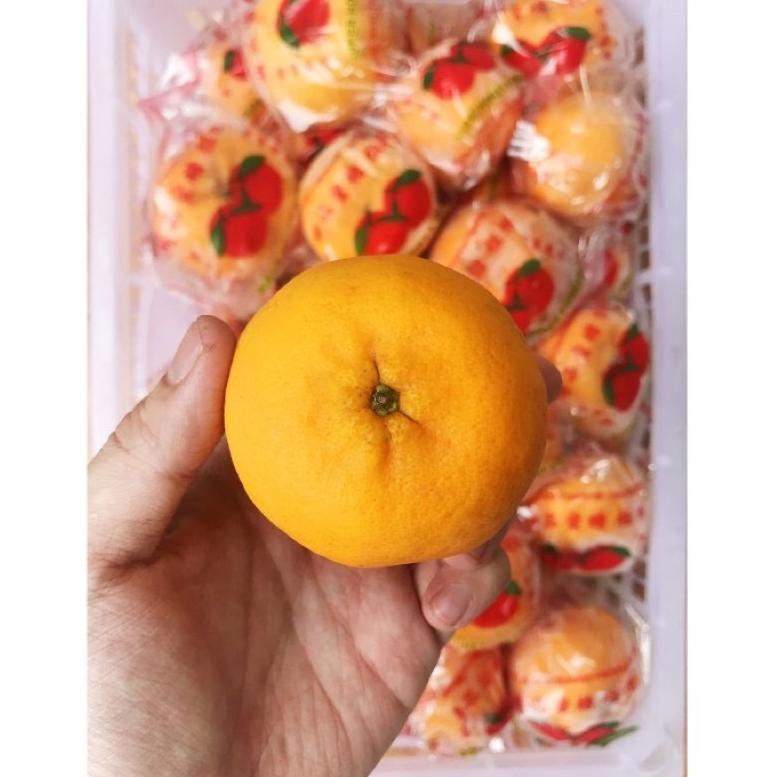 

PQNLB BUAH JERUK MANDARIN PONKAM PREMIUM JERUK KUPAS IMPORT IMPOR 500gr [HARVEST LINE] ↕Best Product