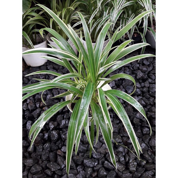 lily paris / lili spider / tanaman hias lily spider