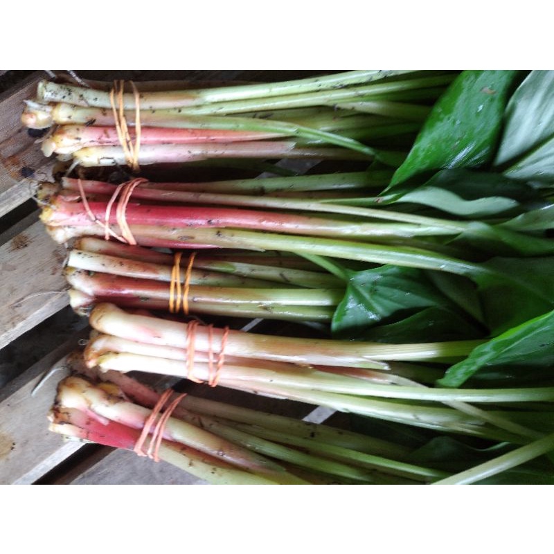

DAUN BOROS SEGAR perikat