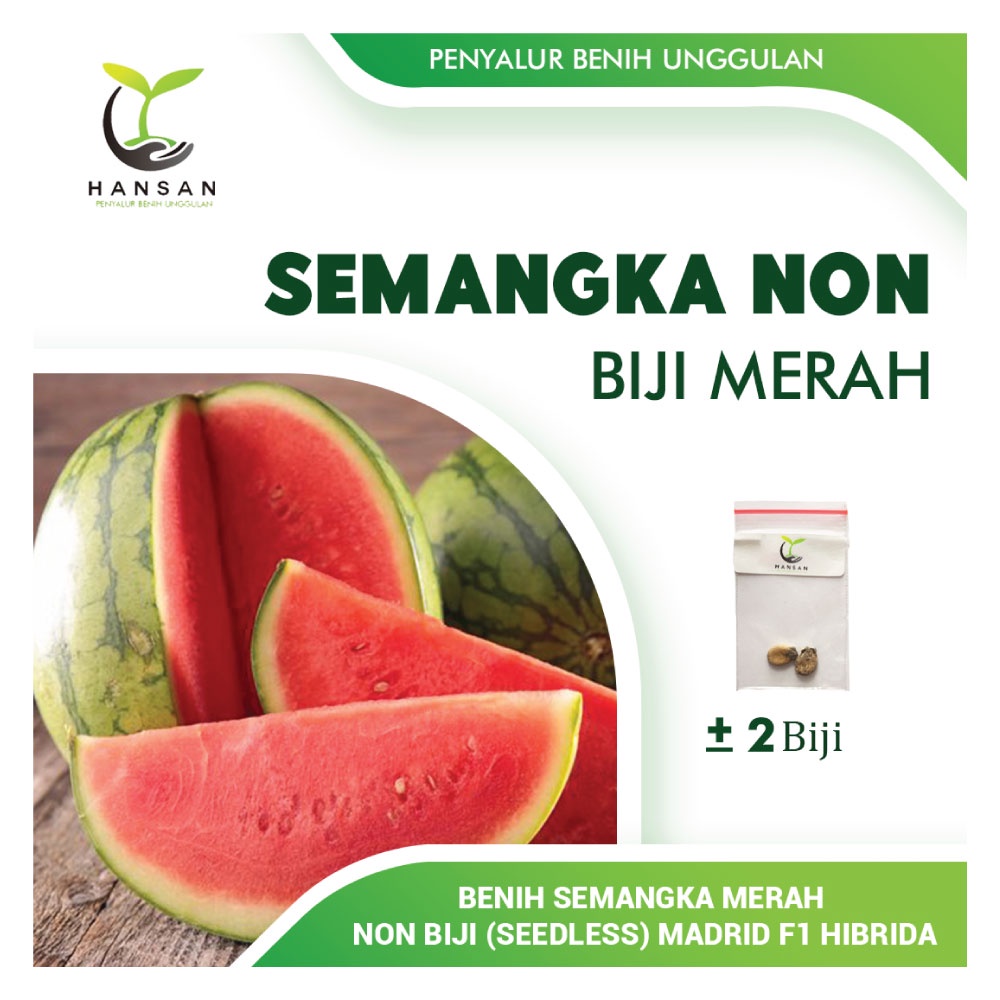 2 Benih Semangka Non Biji Merah F1 Hibrida Madrid Bibit Tanaman Buah