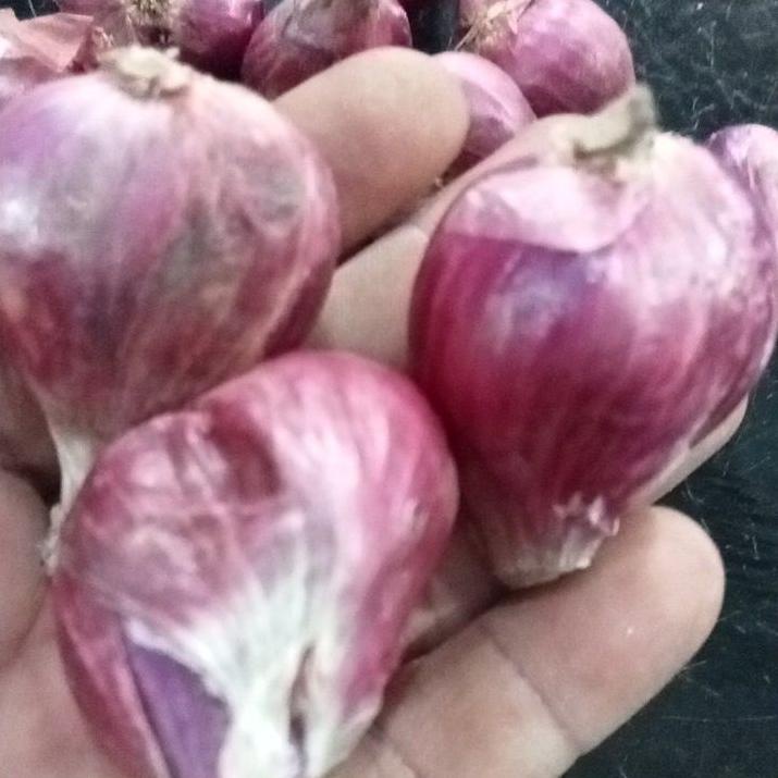 

RVN248 BAWANG MERAH LOKAL BREBES UKURAN BESAR 1 KG #
