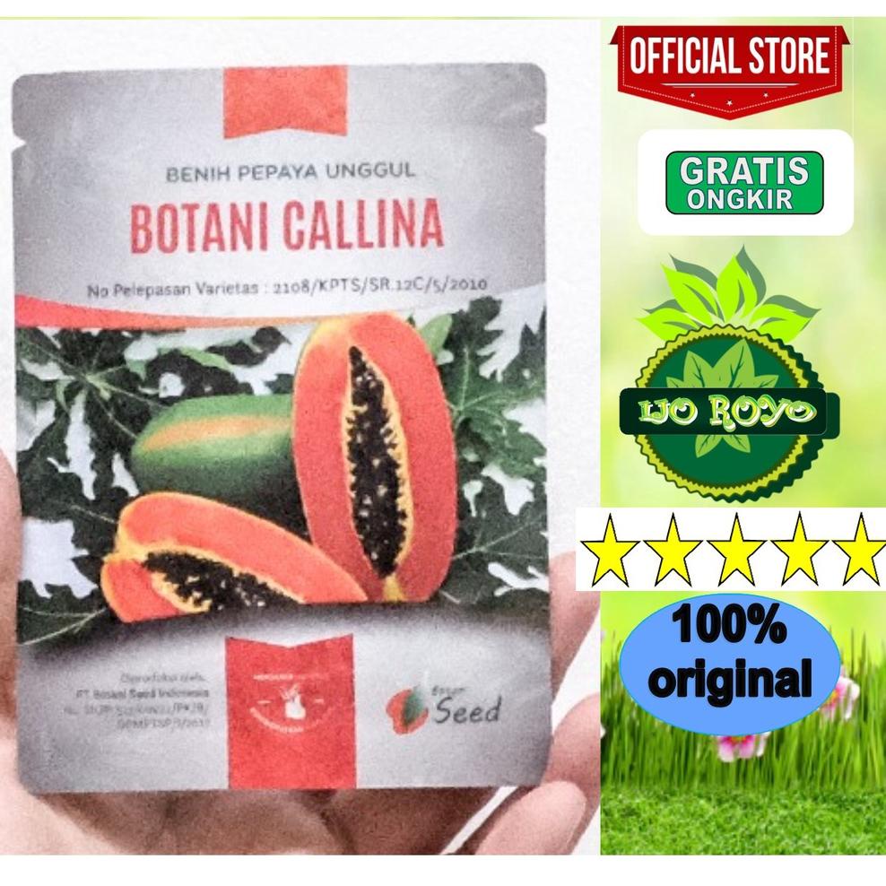 [7EP9T8144] BENIH PEPAYA CALINA CALIFORNIA IPB ISI 150 asli botani seed