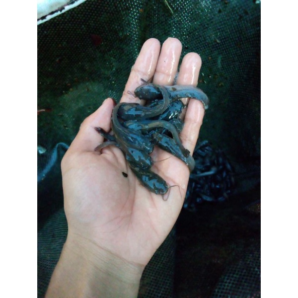 Bibit ikan lele Sangkuriang size 5-6cm.paket 100ekor