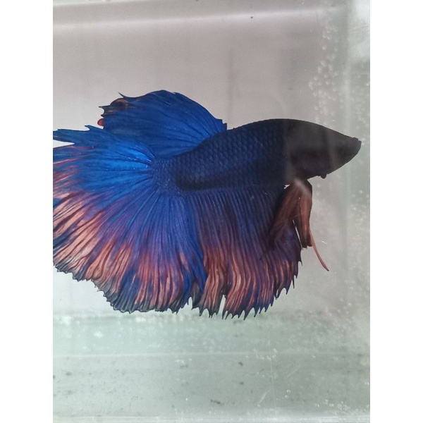 ikan cupang hias giant halfmoon