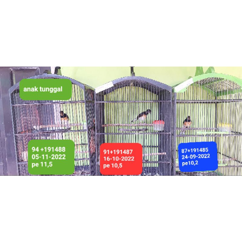 murai batu ring RBF + APBN 100% jantan leher sdah hitam Bergaransi