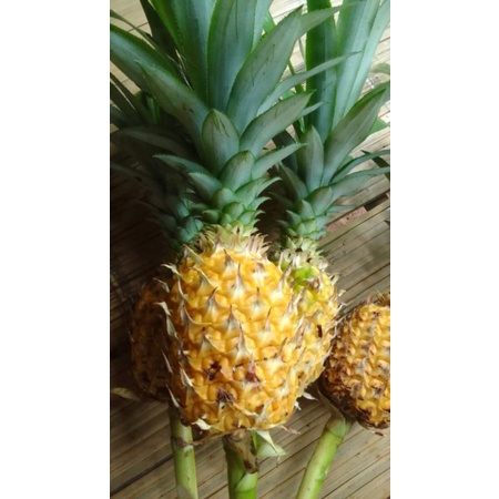 

BIBIT NANAS KUNING MADU/15 BIBIT