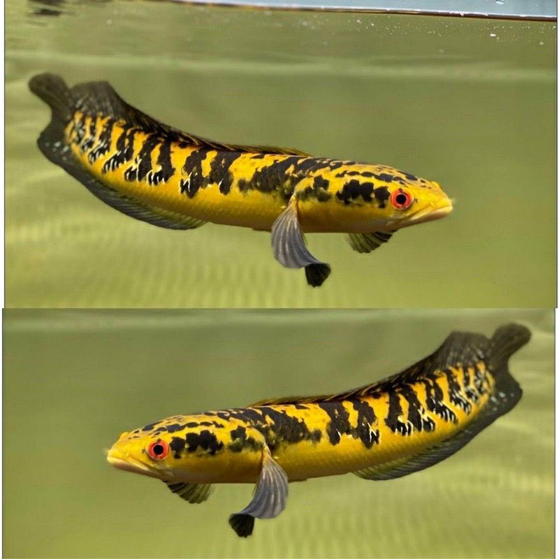 Cod) yellow sentarum Batik/maru ys size 3-15cm (sortiran terbaik)