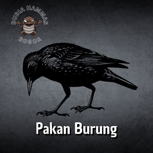 Pakan burung (Kecoa Dubia)