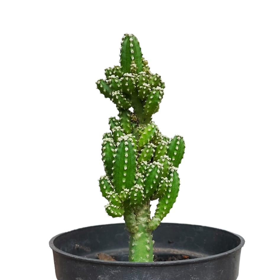 Tanaman Hias Kaktus Candi/Fairy Castle/Cereus Tetragonus/Kaktus Ownroot murah