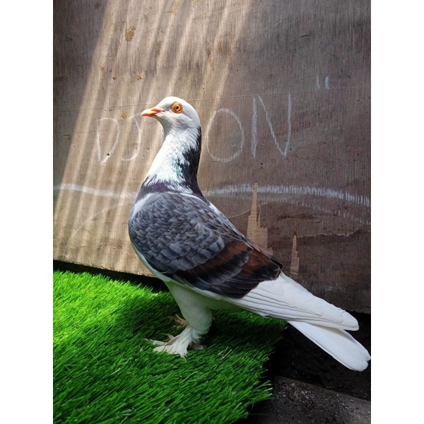 Burung Dara Merpati Blantong / Plontang Jembros Jambul clean bersih