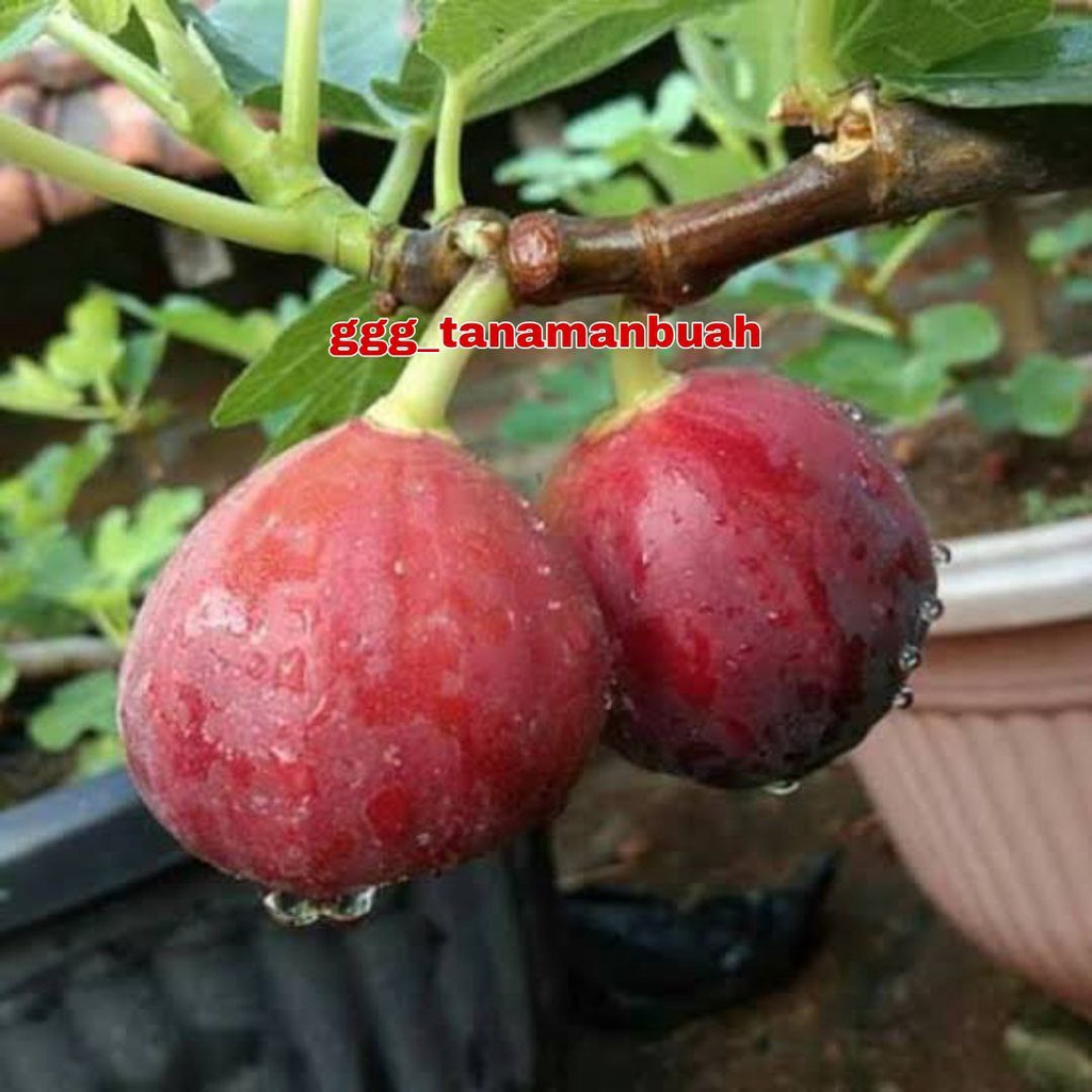 Bibit Buah Tin Masiyi Super Cepat berbuah